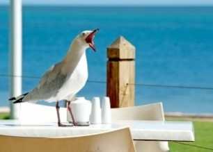 Busy-Beachside-Bakery-Cafe